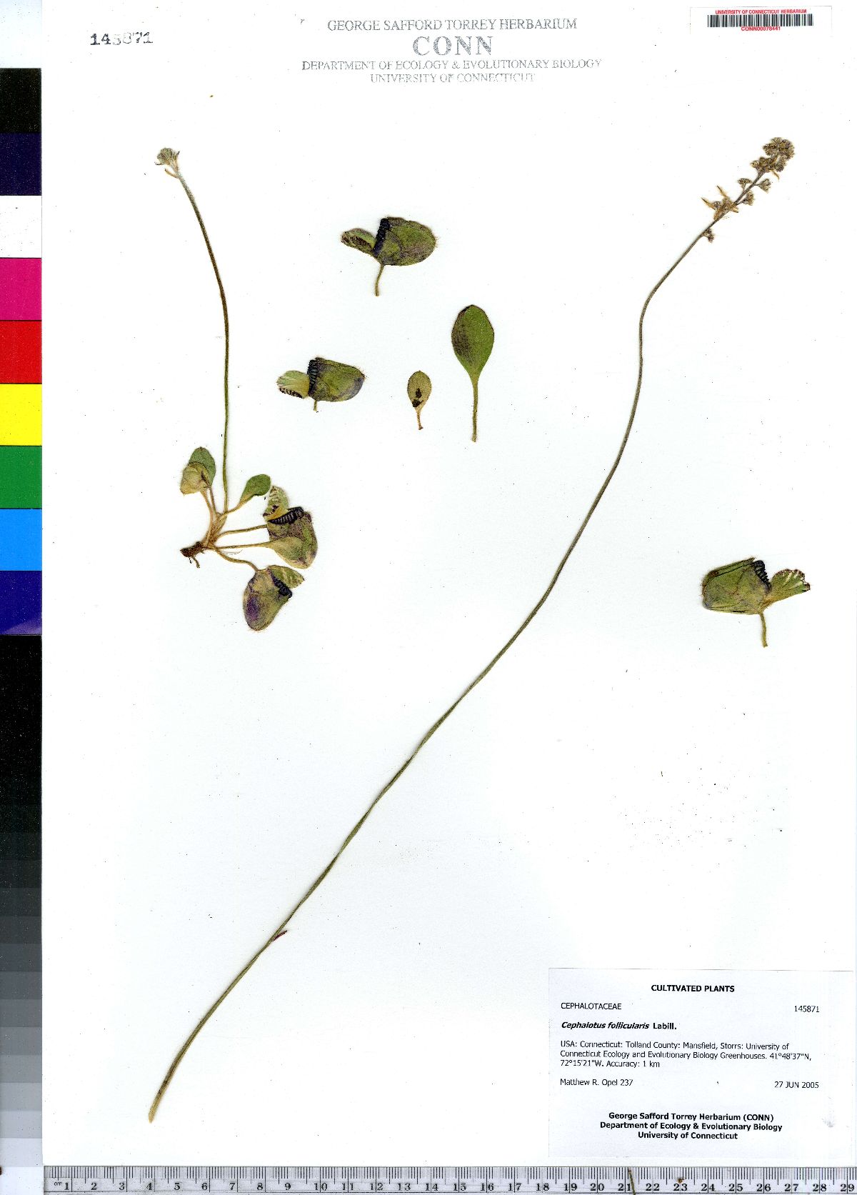Cephalotus follicularis image