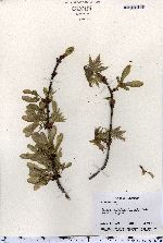 Acer saccharinum image