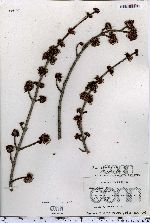 Acer rubrum image