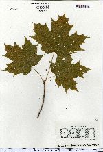 Acer saccharum image