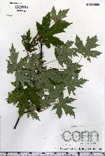 Acer saccharinum image