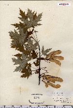 Acer saccharinum image