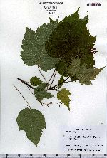 Acer spicatum image