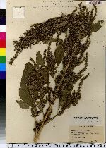 Amaranthus hybridus image