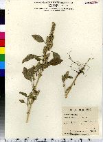 Amaranthus hybridus image