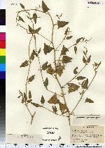 Atriplex patula image