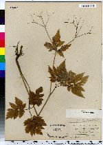 Osmorhiza brevistylis image