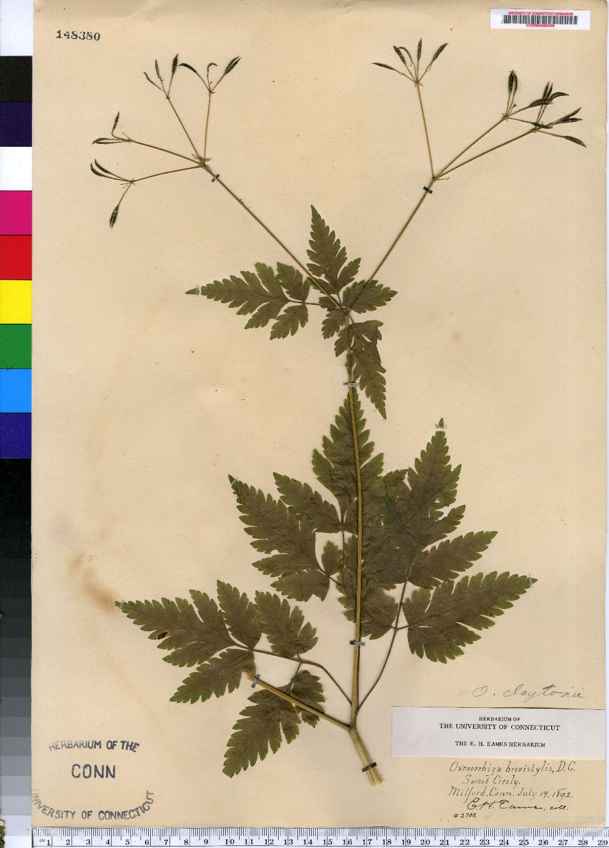 Osmorhiza brevistylis image