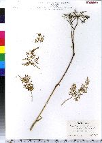 Peucedanum palustre image