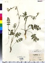 Pimpinella saxifraga image