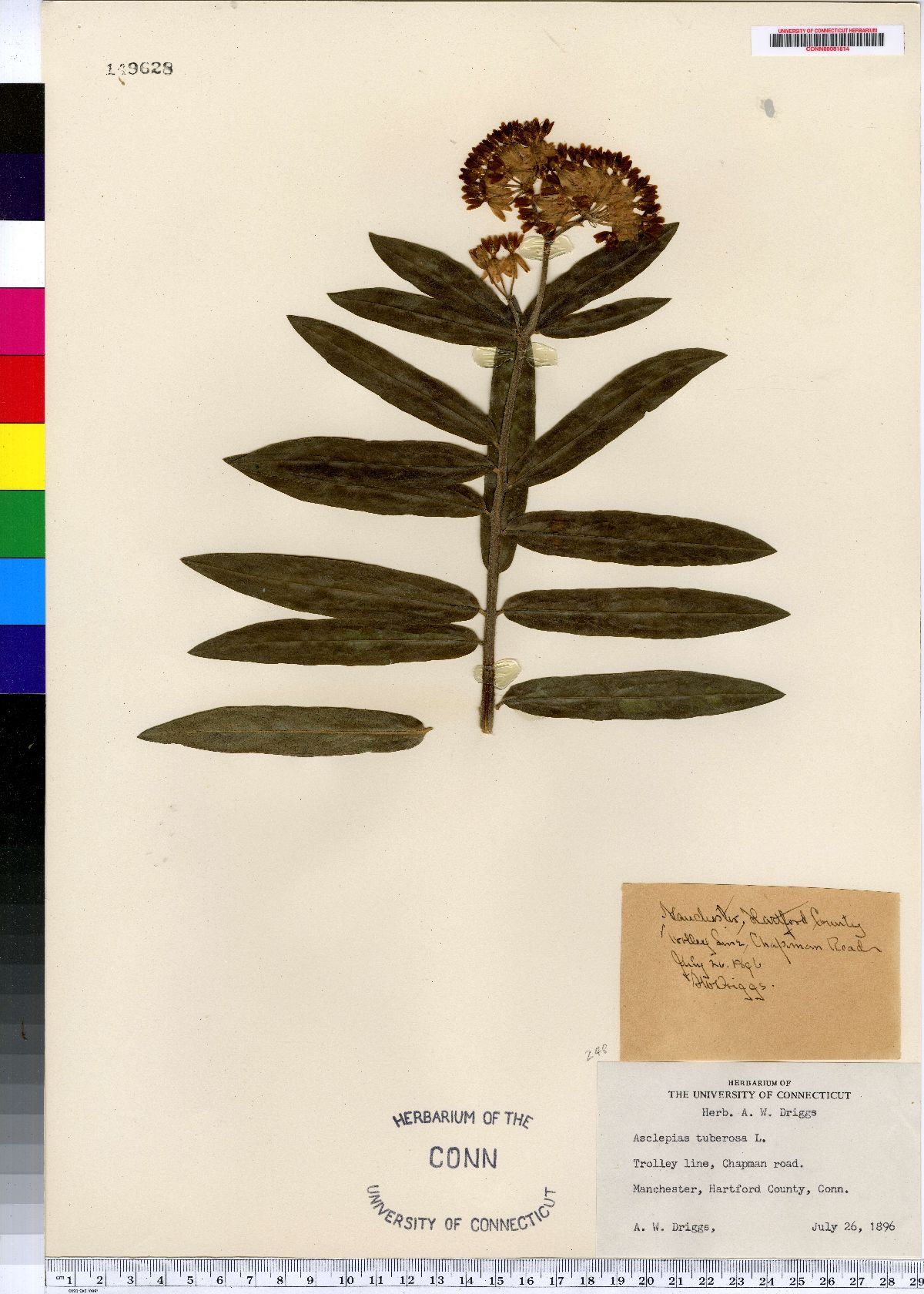 Asclepias tuberosa image