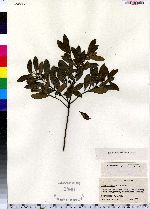 Ilex glabra image