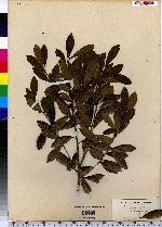 Ilex glabra image