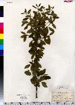 Nemopanthus mucronata image