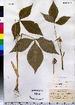 Arisaema triphyllum ssp. pusillum image