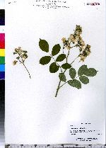 Rosa multiflora image