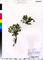 Cardamine pensylvanica image