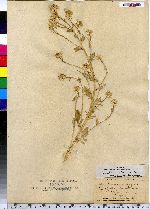 Barbarea vulgaris image