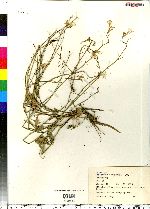 Image of Brassica tenuifolia