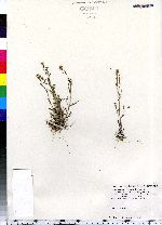 Cardamine parviflora image