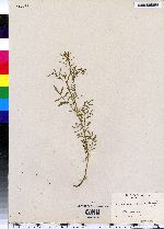 Cardamine pensylvanica image