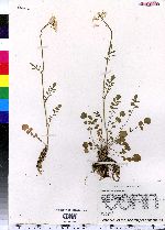 Cardamine pratensis image