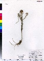 Lepidium campestre image