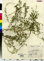 Lepidium sativum image