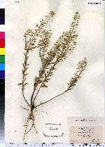 Lepidium campestre image