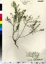 Lepidium virginicum image