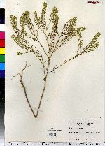 Lepidium virginicum image