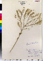 Lepidium virginicum image