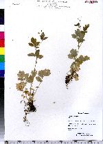 Chelidonium majus image