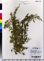 Sisymbrium officinale image