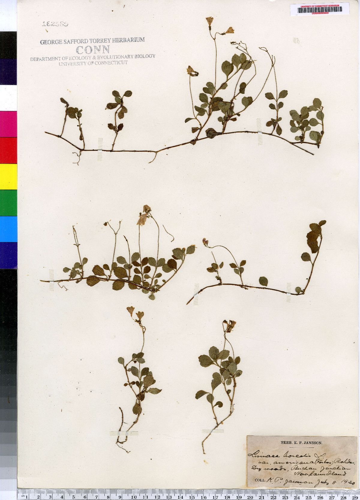 Linnaea borealis ssp. longiflora image