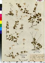 Linnaea borealis ssp. longiflora image