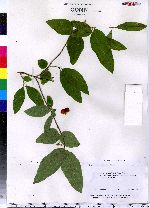 Lonicera canadensis image