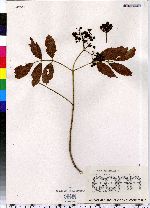 Sambucus nigra ssp. canadensis image