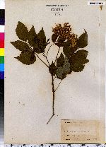 Sambucus nigra ssp. canadensis image