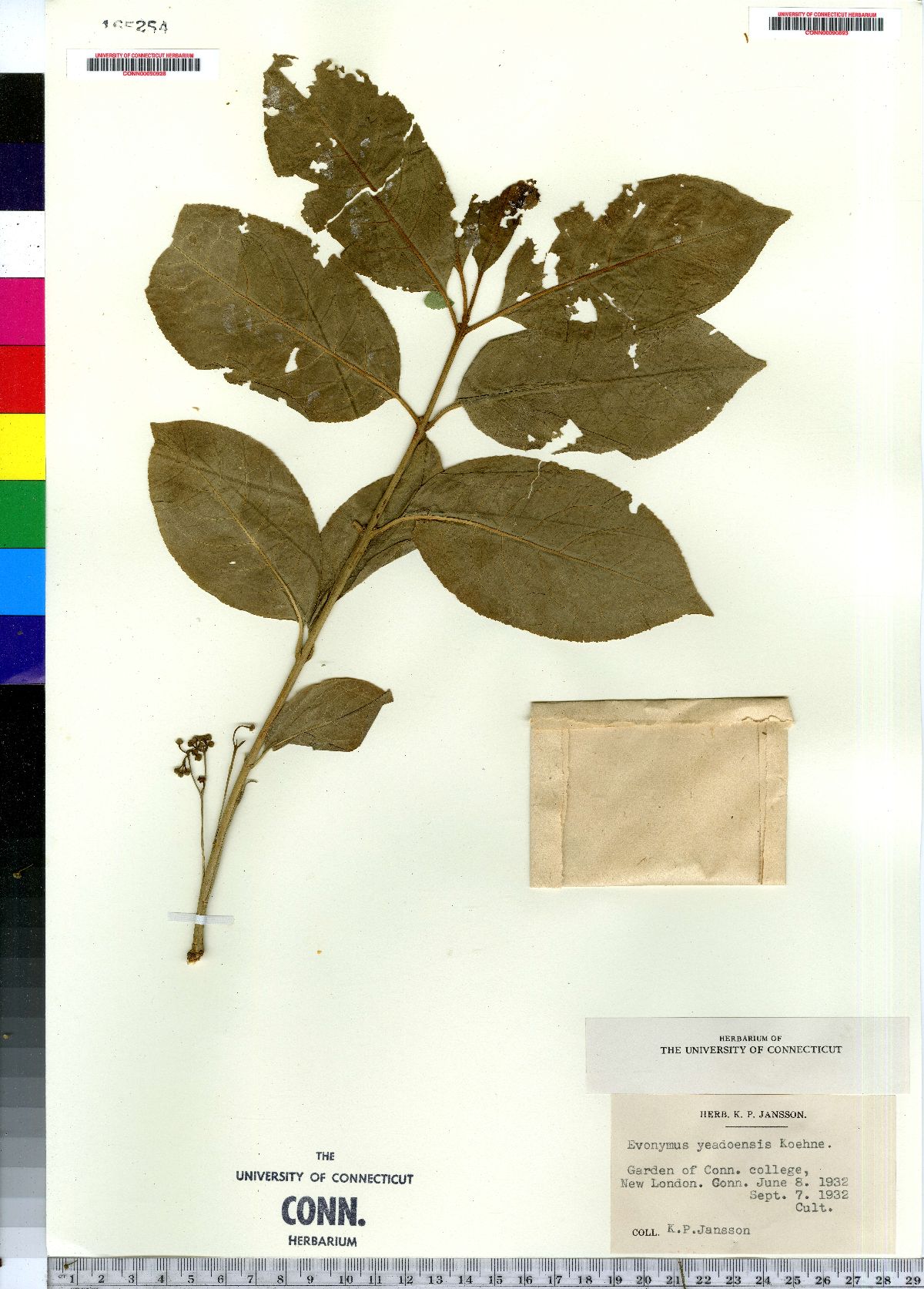 Euonymus hamiltonianus ssp. sieboldianus image