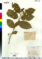 Euonymus hamiltonianus ssp. sieboldianus image