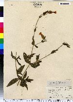 Silene latifolia ssp. alba image