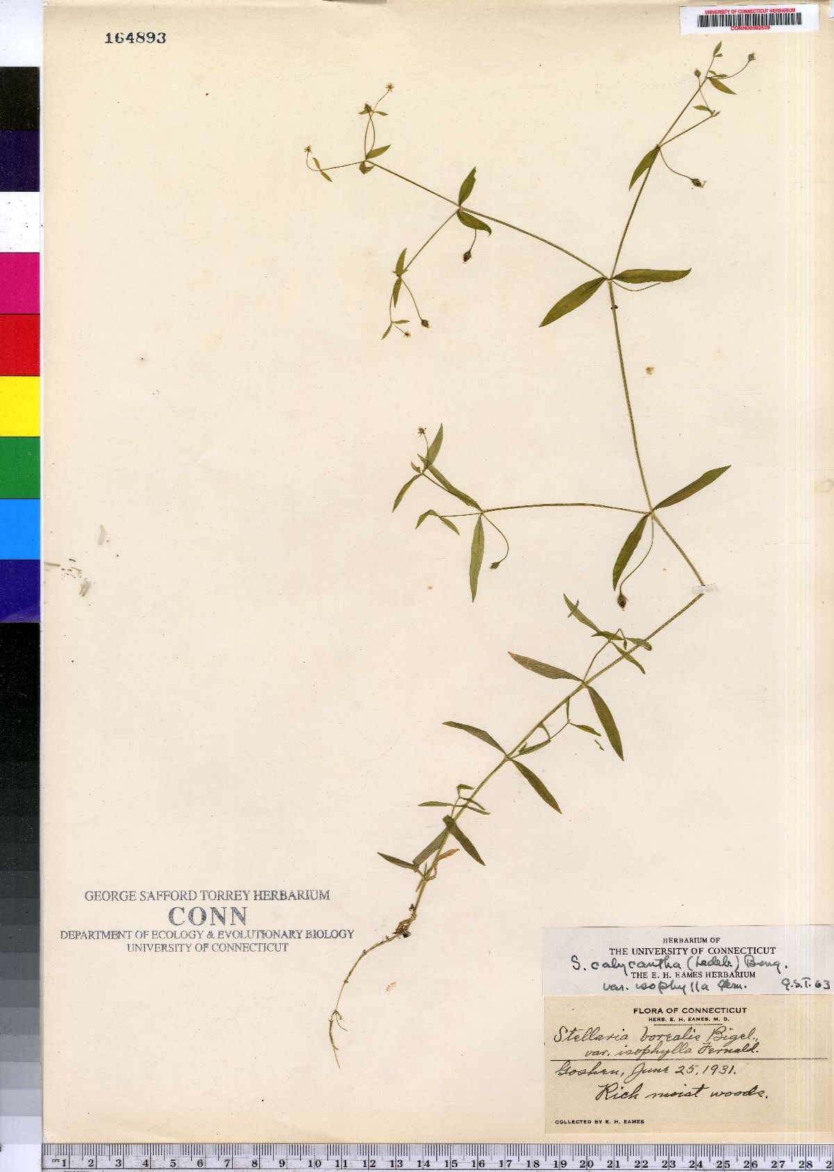 Stellaria borealis var. isophylla image