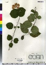 Viburnum dentatum image