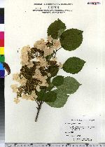 Viburnum plicatum image