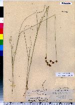 Carex hormathodes image