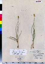 Carex spicata image