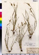 Carex pallescens image