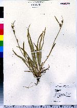 Carex pallescens image