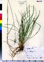 Carex magellanica ssp. irrigua image